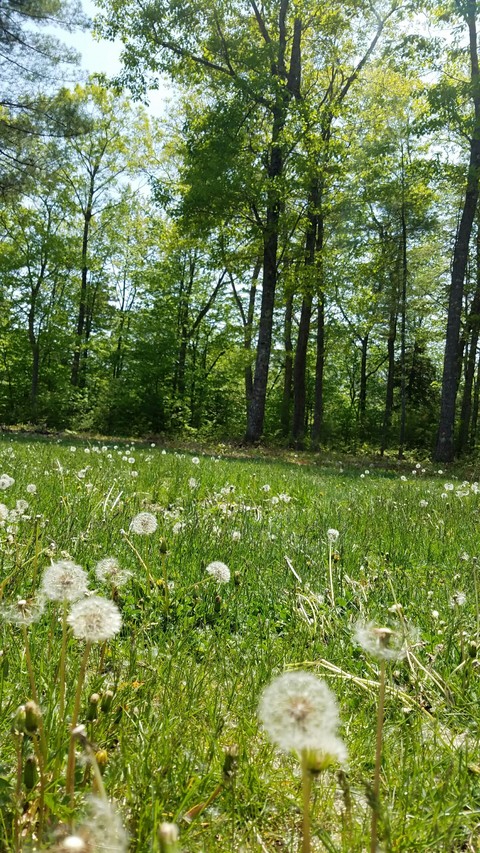 Dandelions