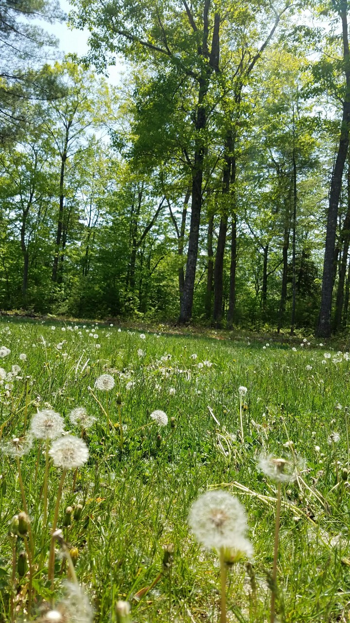 Dandelions