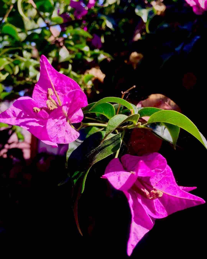 FIORI
