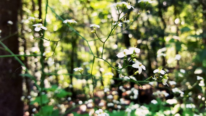 little flowers