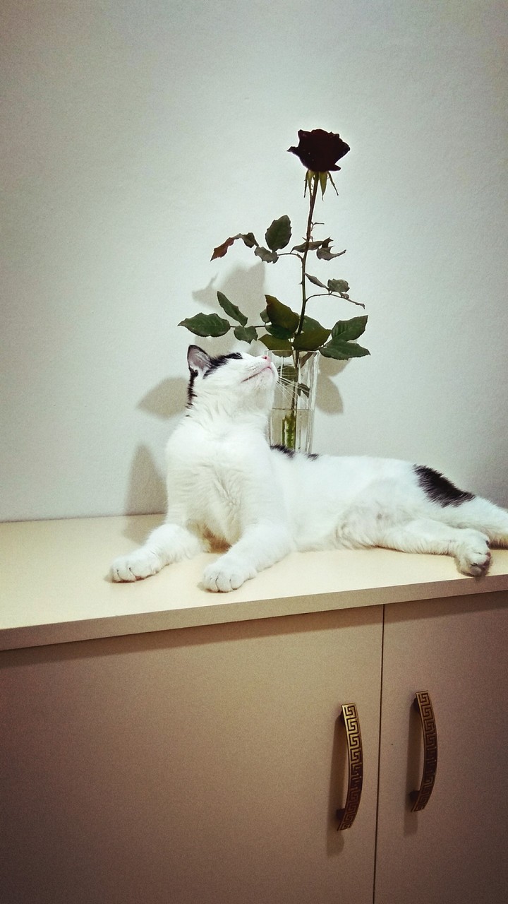 Мими