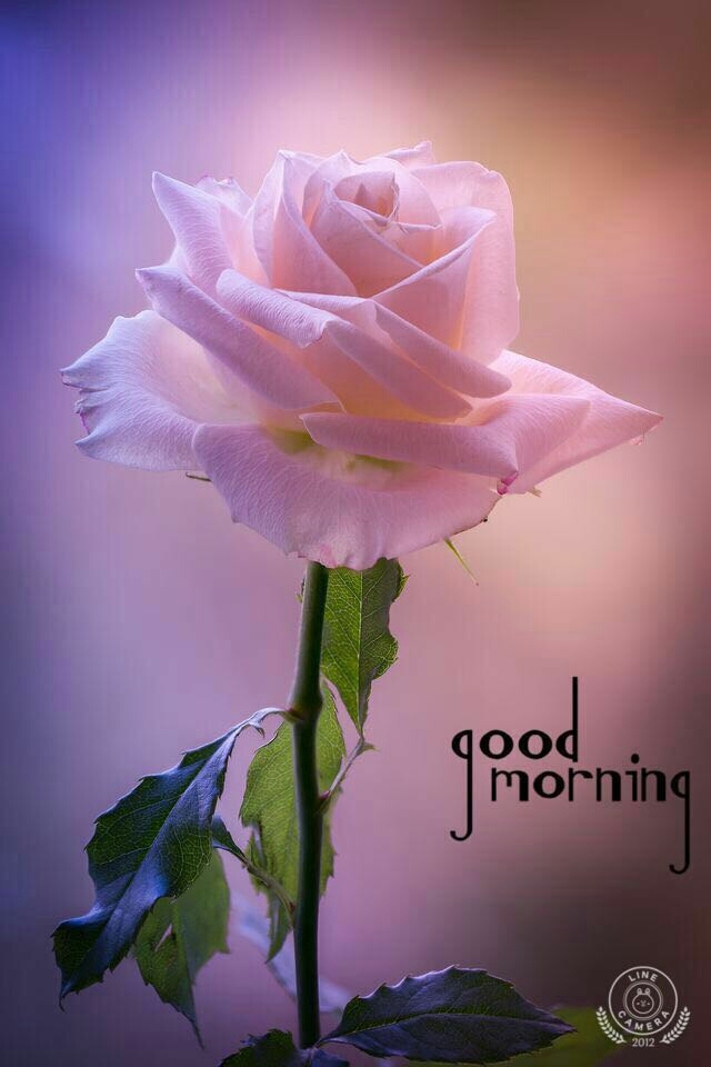 good morning