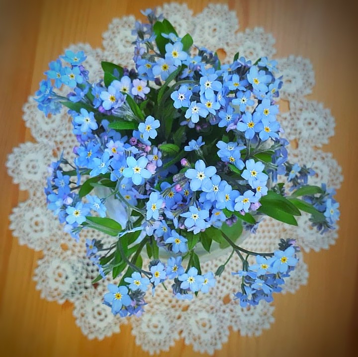 forget-me-not