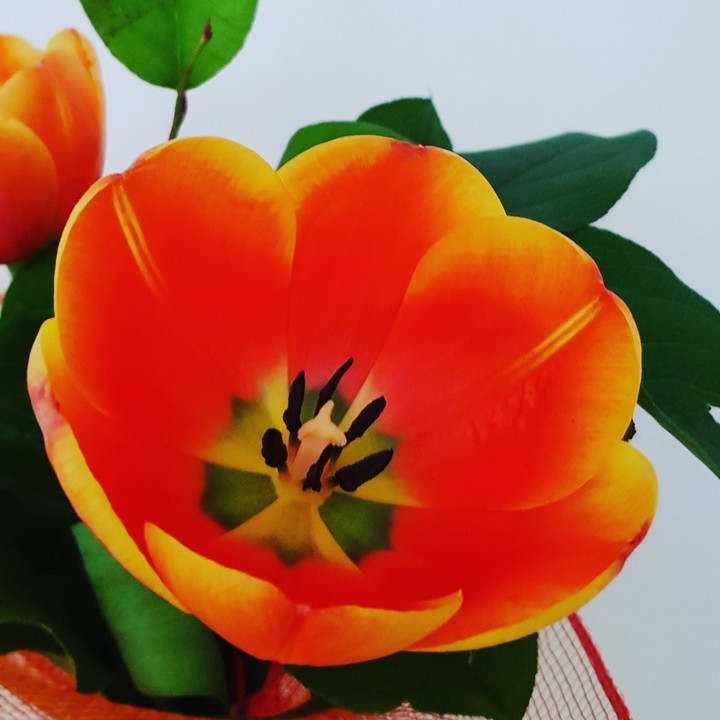 tulip