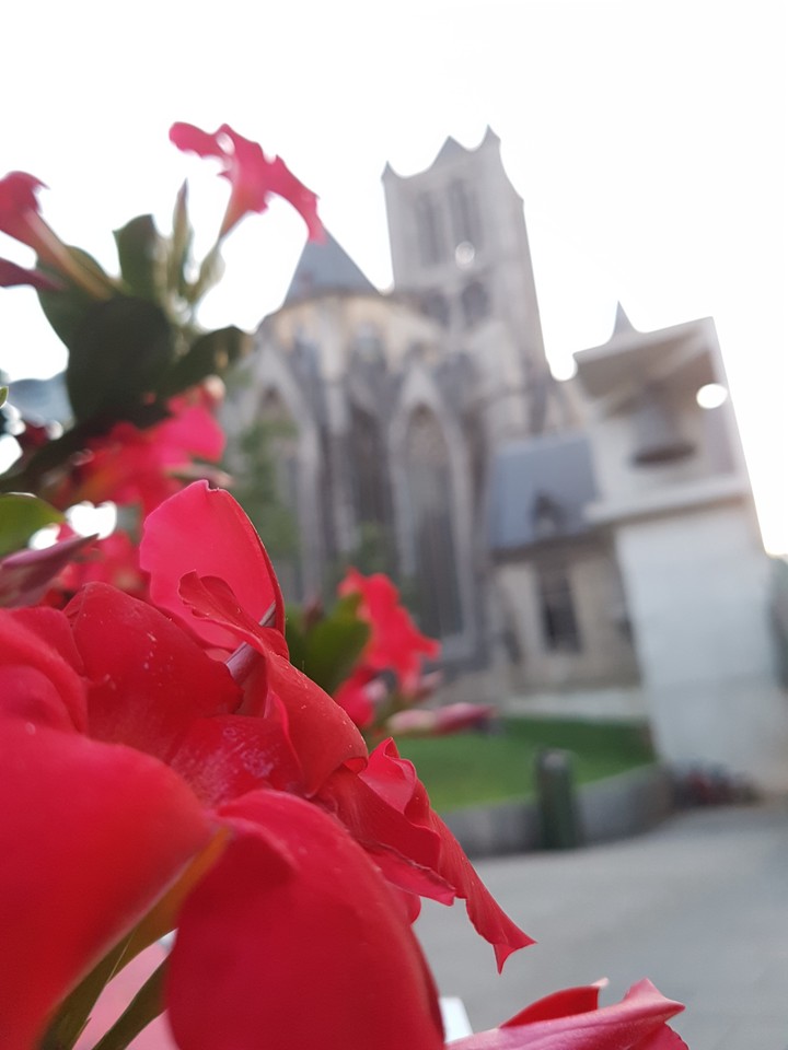 Blume, Flower, گل