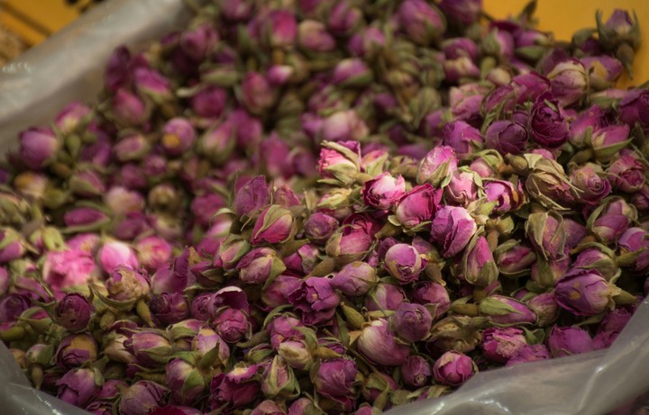 rose of iran