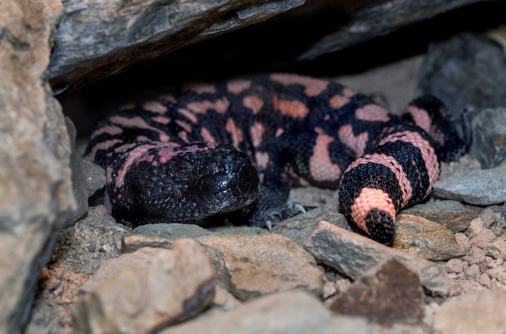 snake