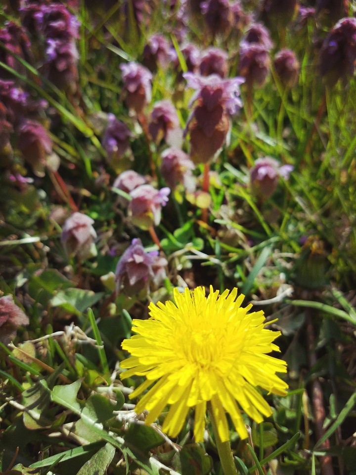 dandelion