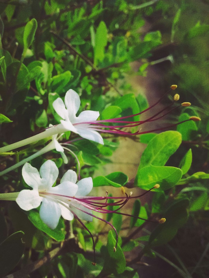 floral