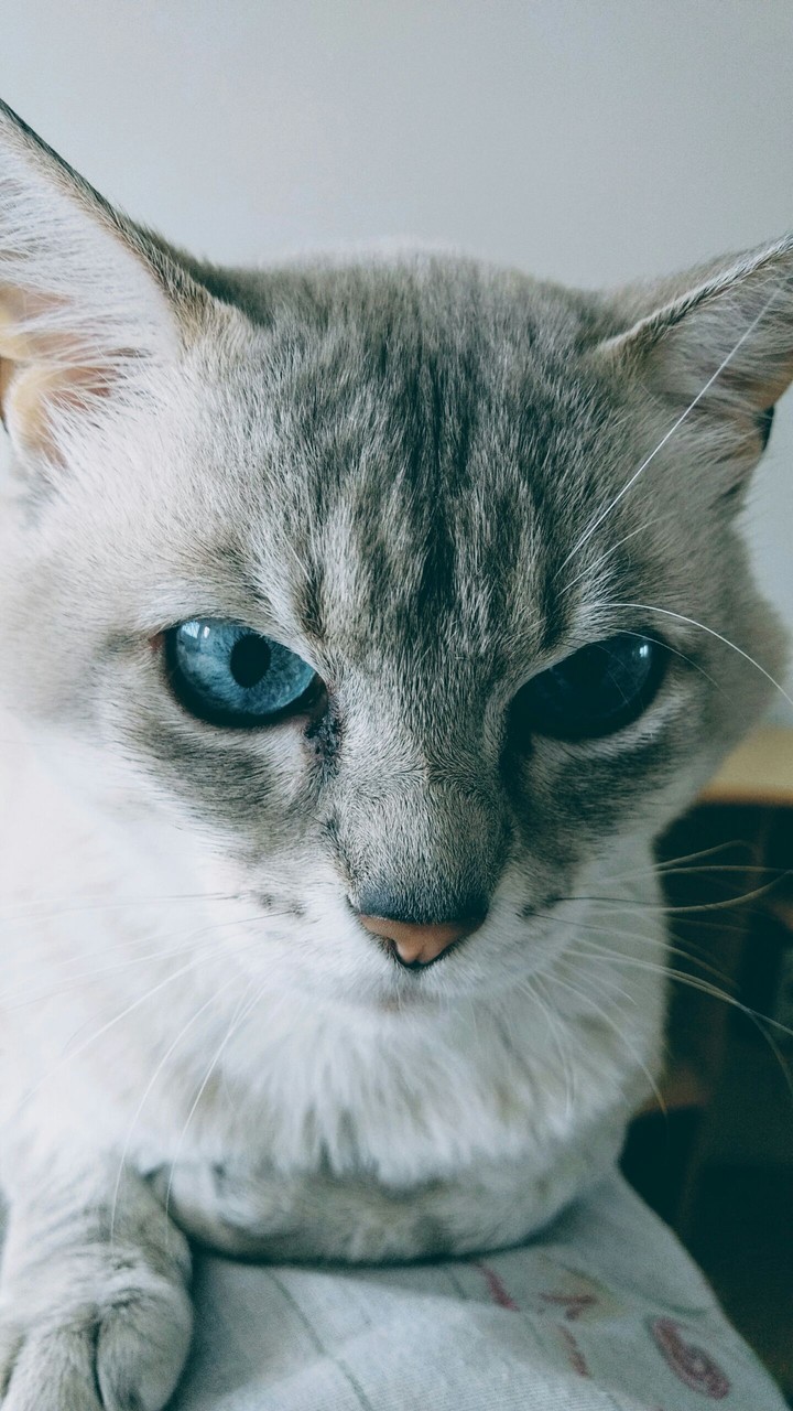 meu gato