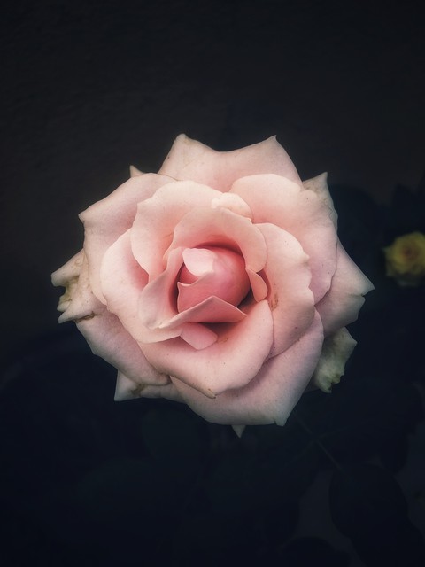 Pure pink