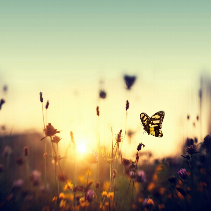 butterfly