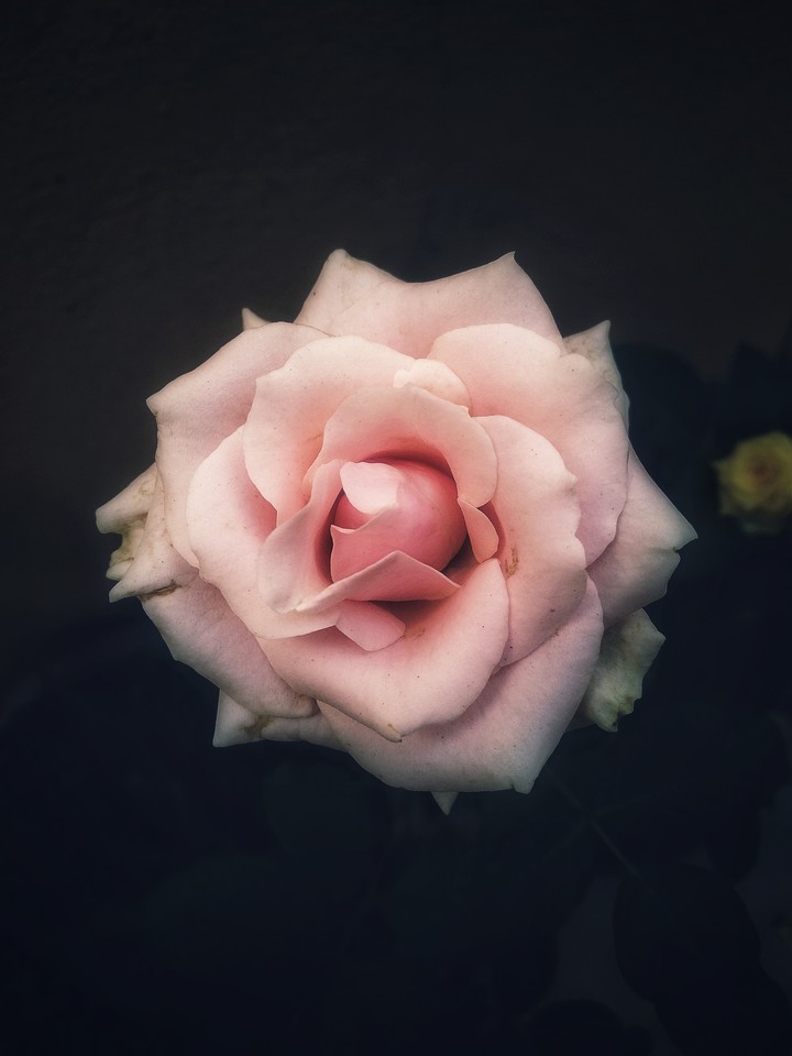 Pure pink