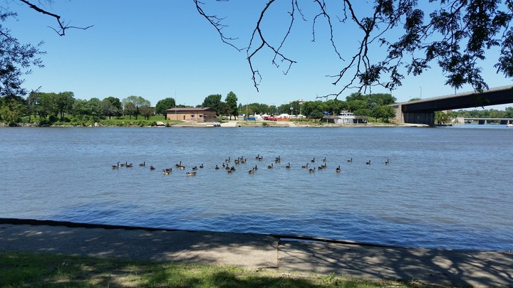 Geese on the river