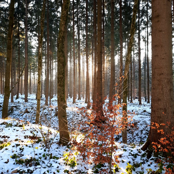 Winter forest allgäu
