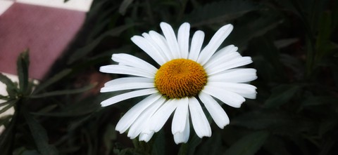white beauty
