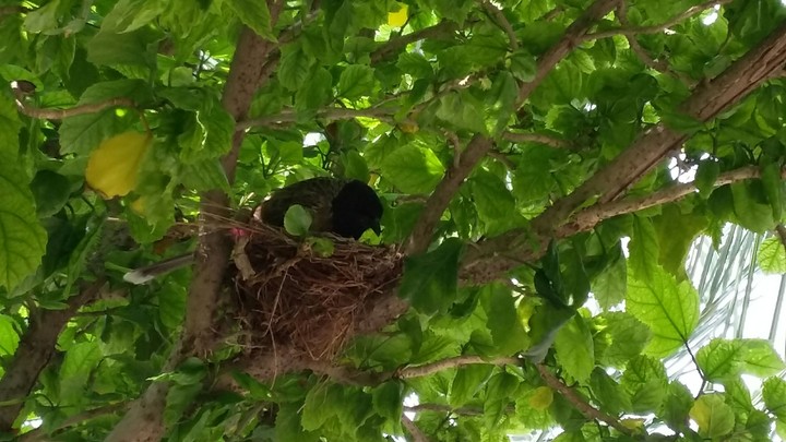 nesting