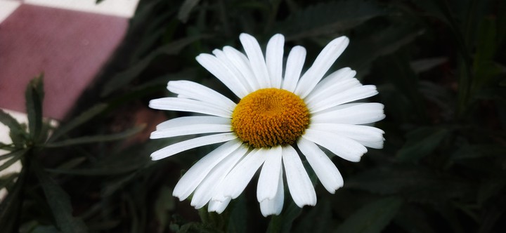 white beauty