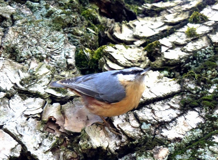 Bird