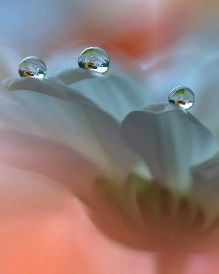 drops
