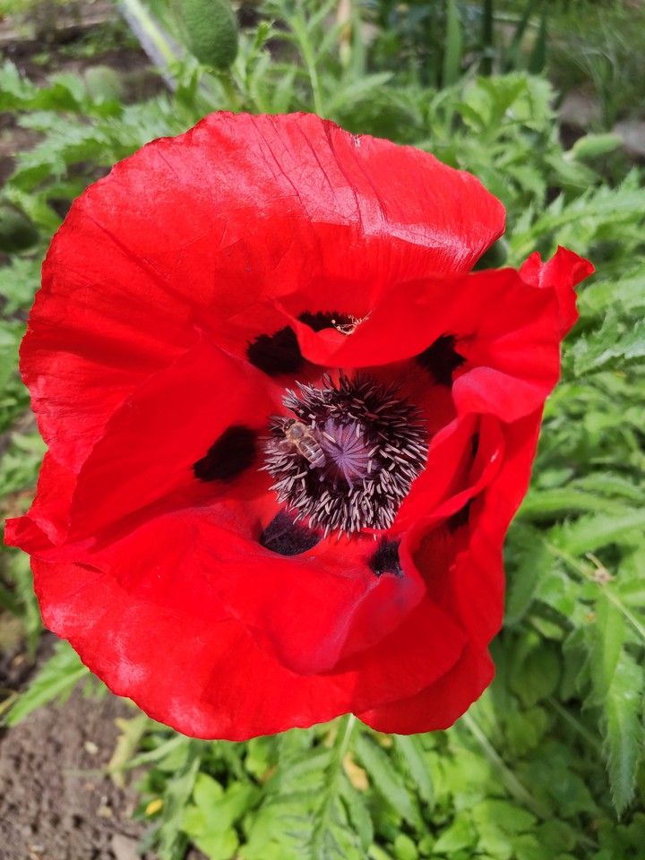 Poppy