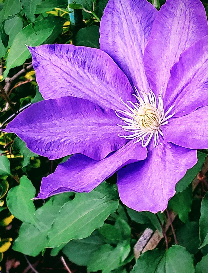 Porch Beauty