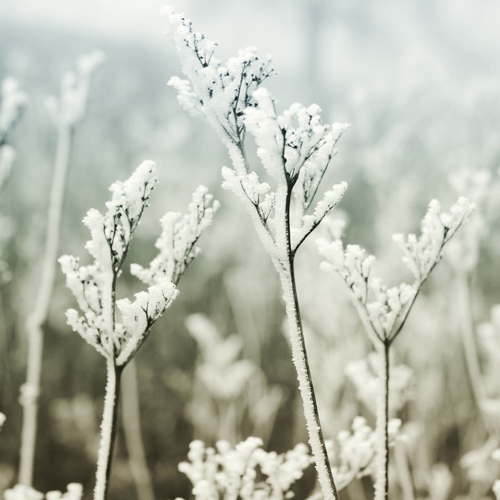 winther