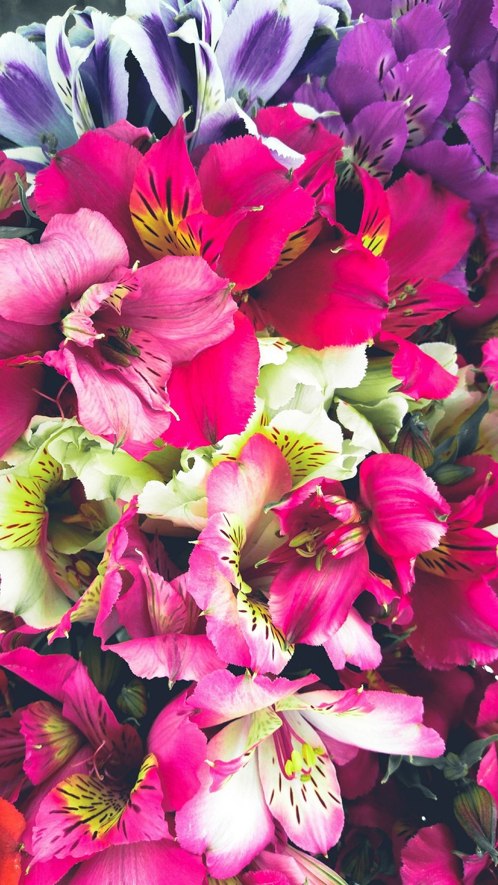 Paints of summer
