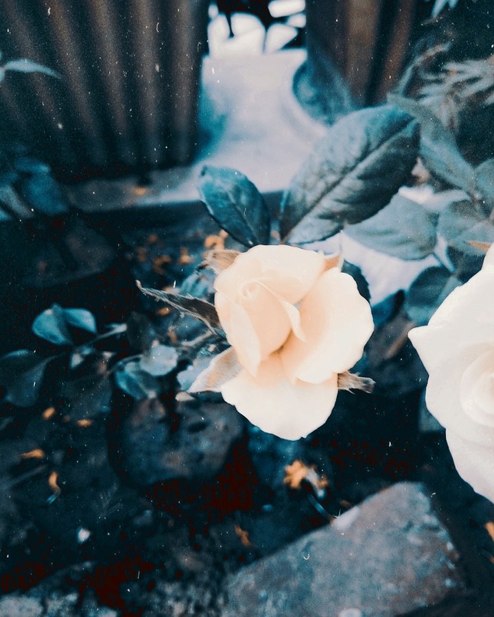 my garden flower