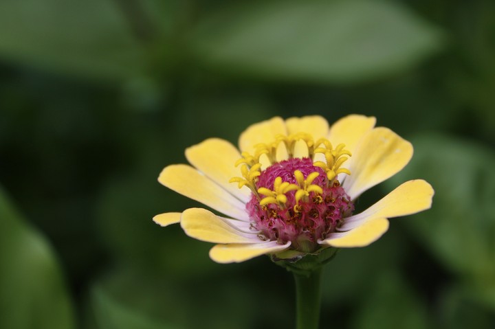 Flower on flover