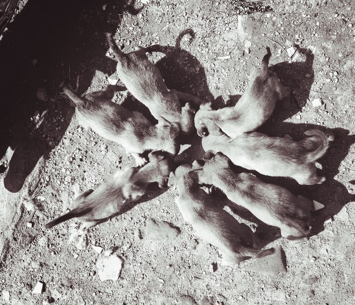 Puppies