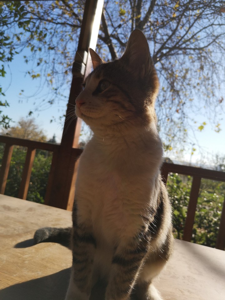 Kedi
