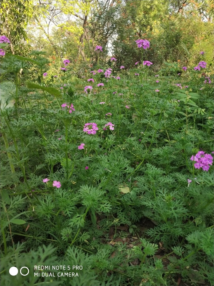 Beautiful greenish flowers....