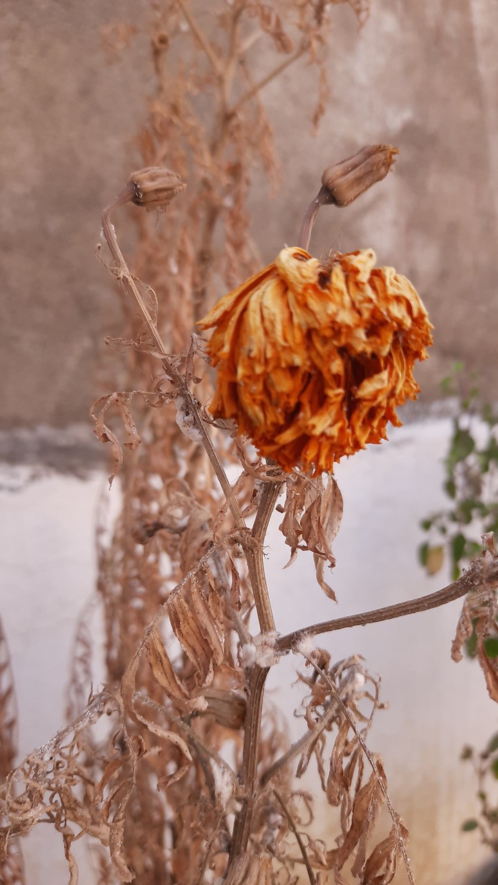 dried flower