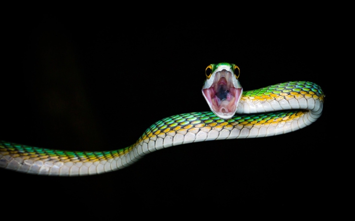 snake