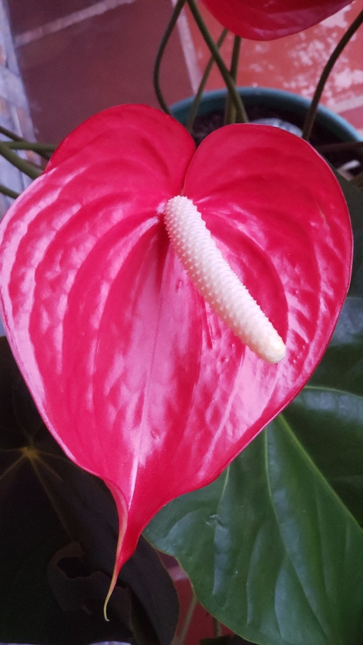 Anturio