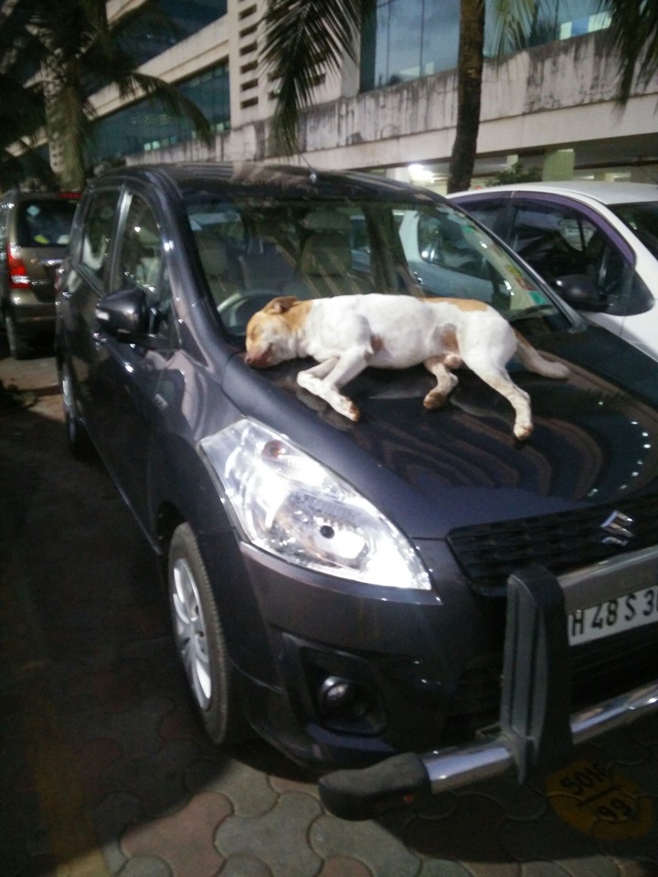dog