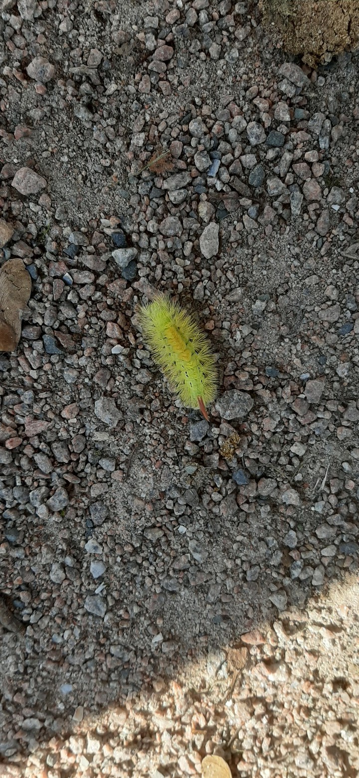 catterpillar ?