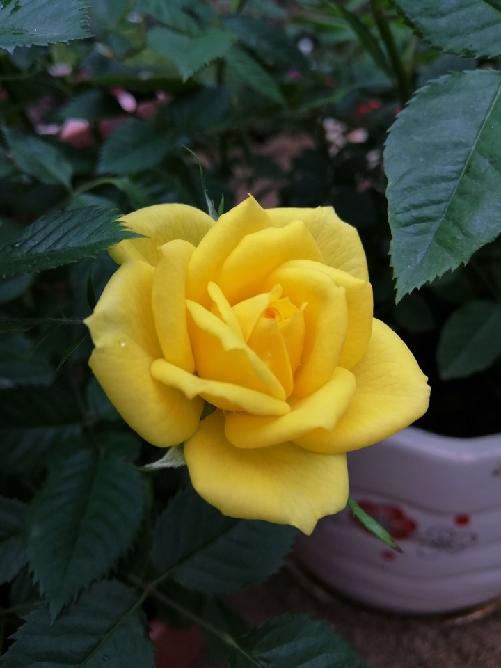 my garden