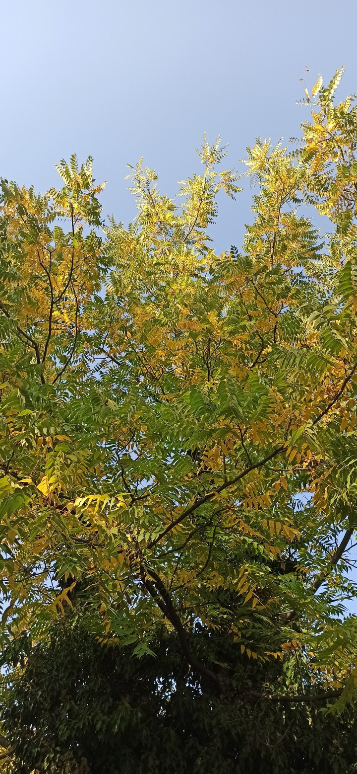 autumn