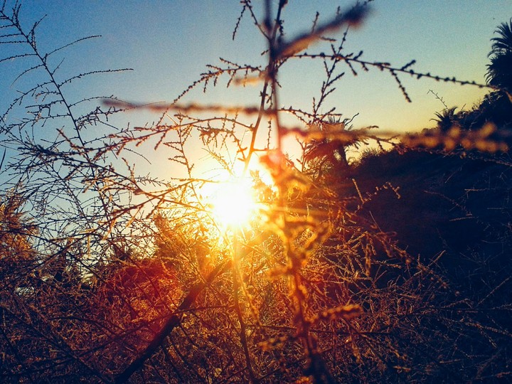 sunset in the oasis