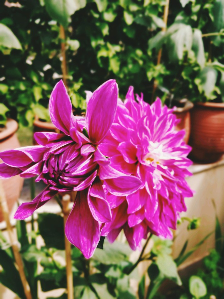 dalia