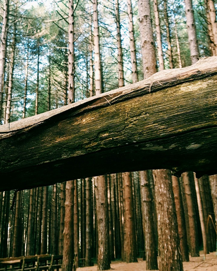forest