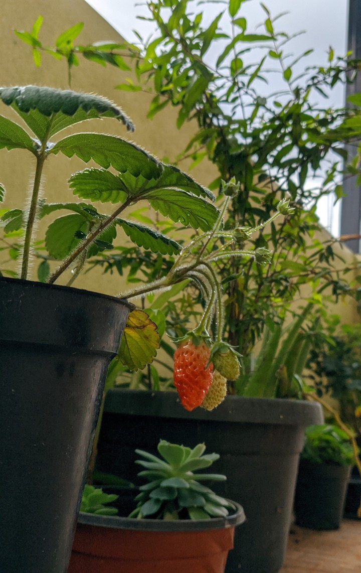 rainberry