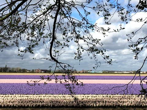 Holland
