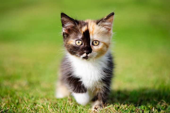 Котёнок