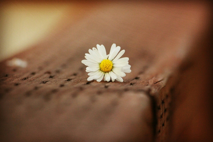 chamomile