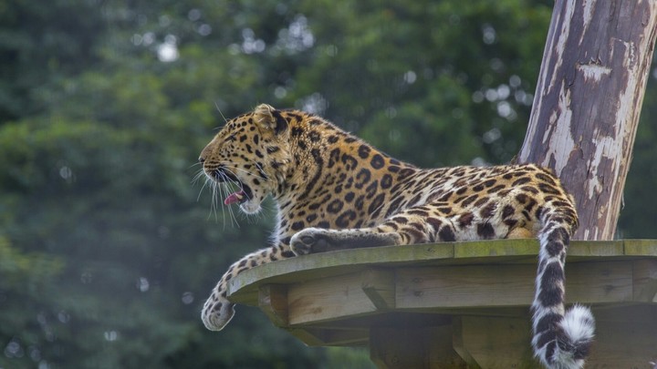 Leopard