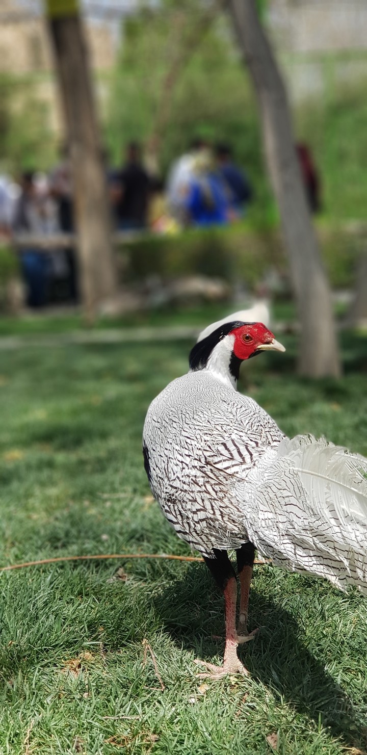 PHEASANT
