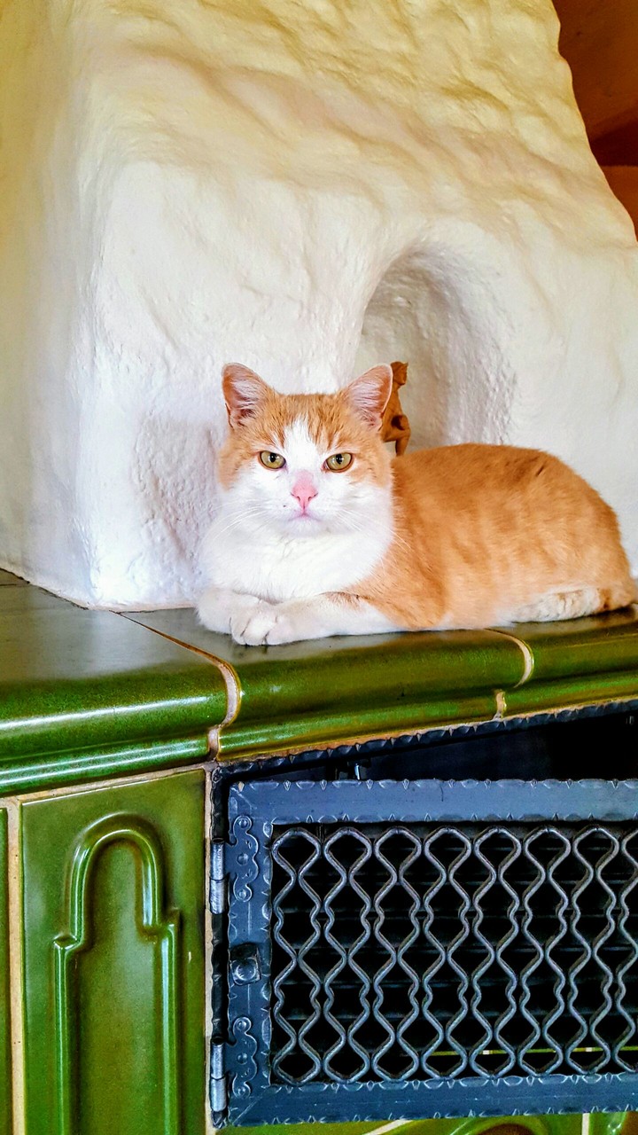 Katze auf dem Kachelofen